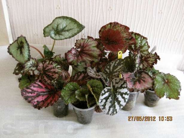 76181019_1_644x461.jpg