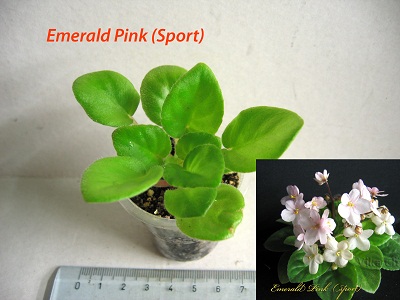 Emerald Pink (Sport).JPG