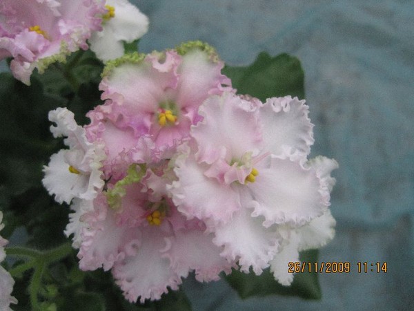 Rosie Ruffles (Harrington).jpg