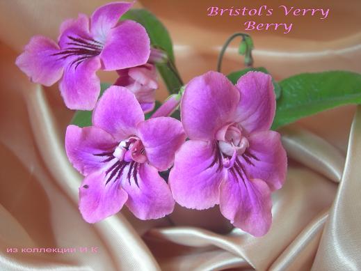 Bristol's Verry Berry.JPG