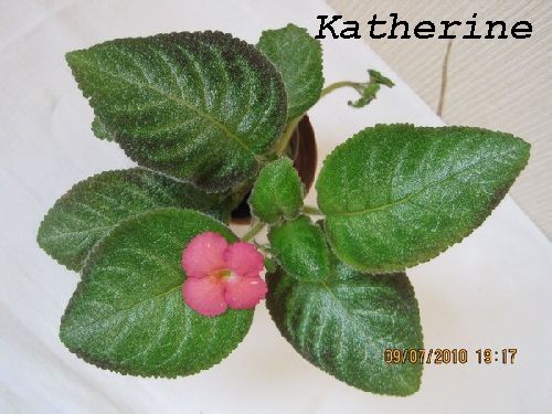 kanherine 1.jpg
