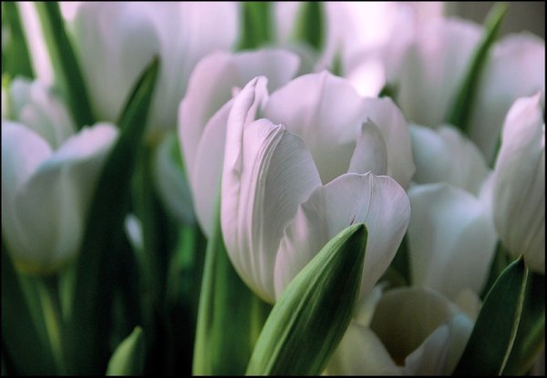 tulips.jpg