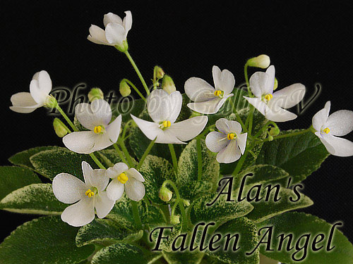 Alans-Fallen-Angel_df.jpg