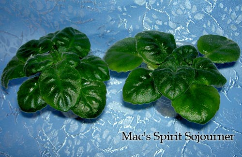Mac's-Spirit-Sojourner.jpg