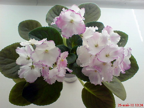 DSC00728.jpg