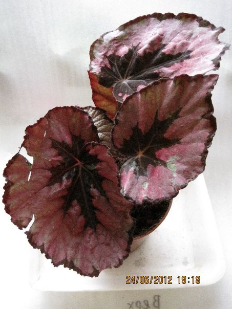 begonia 44.jpg