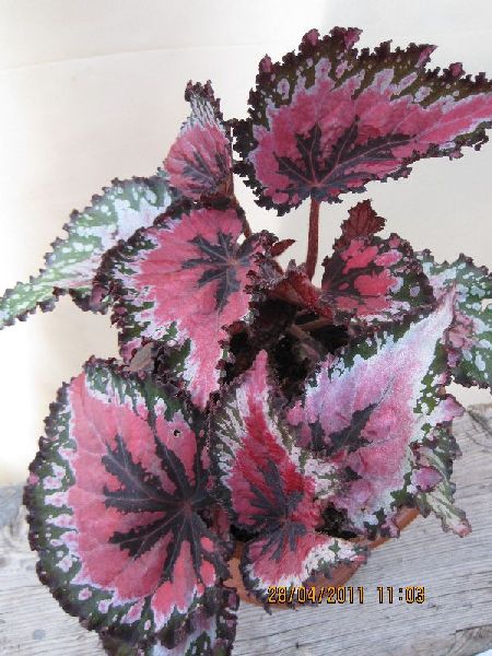 Begonia Color Vision.jpg
