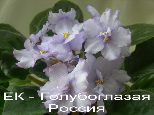 - Голубоглазая Россия.jpg