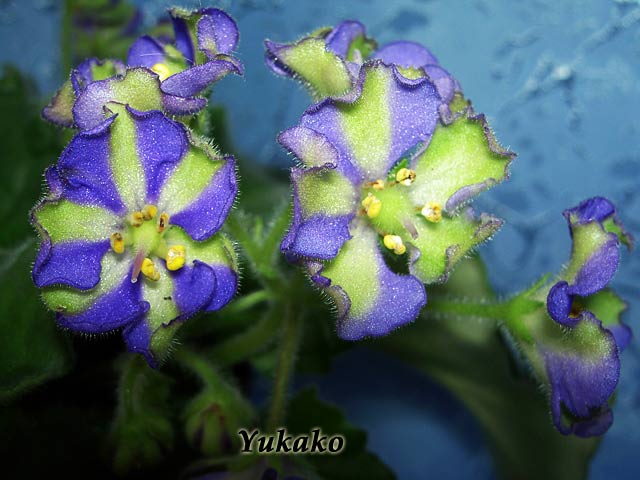 Yukako-2.jpg