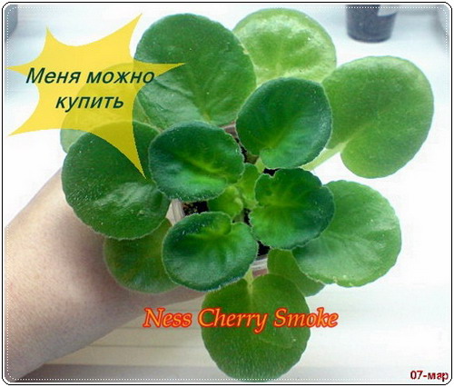 DSC00059.jpg