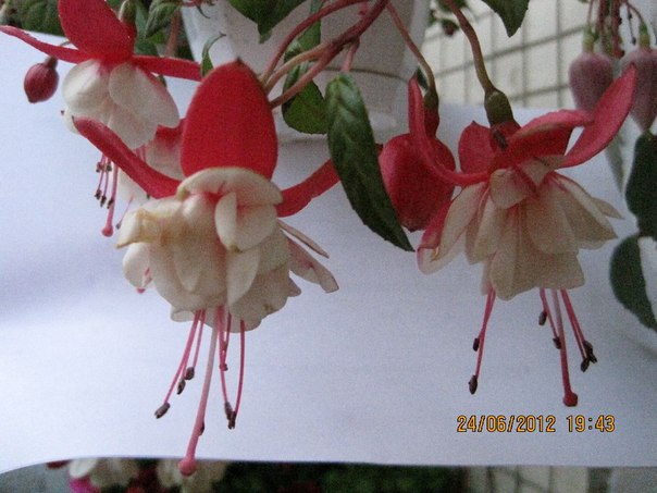 fucsia 11.jpg