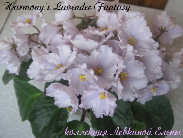 Harmony's Lavender Fantas3.jpg