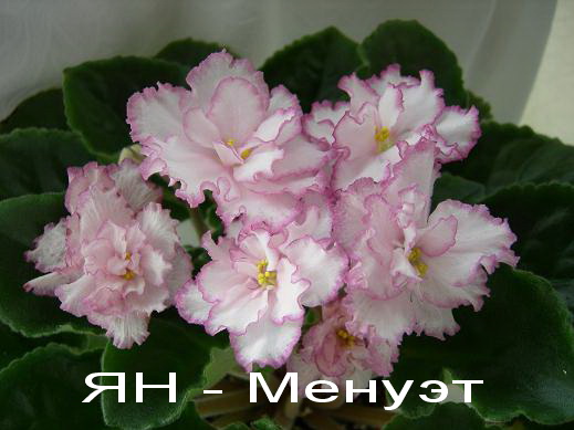 - Менуэт.jpg
