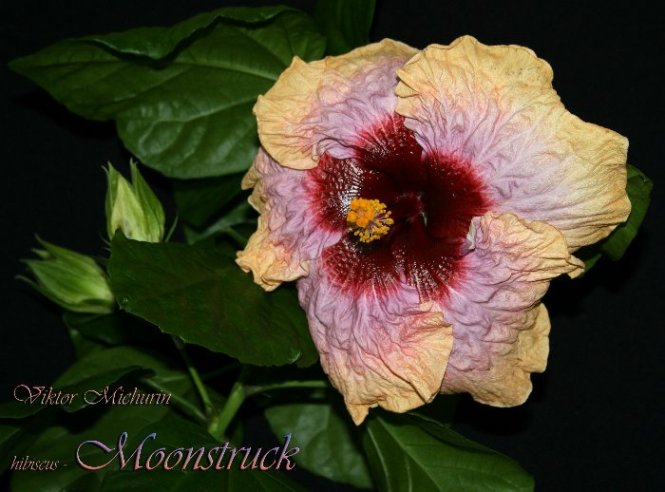 moonstruck-1.jpg