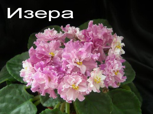 . Чёрный фон.jpg