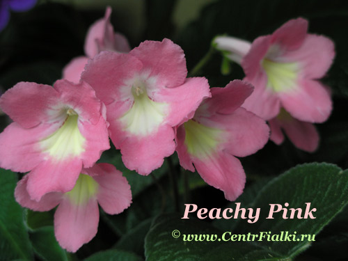 Peachy-Pink2.jpg