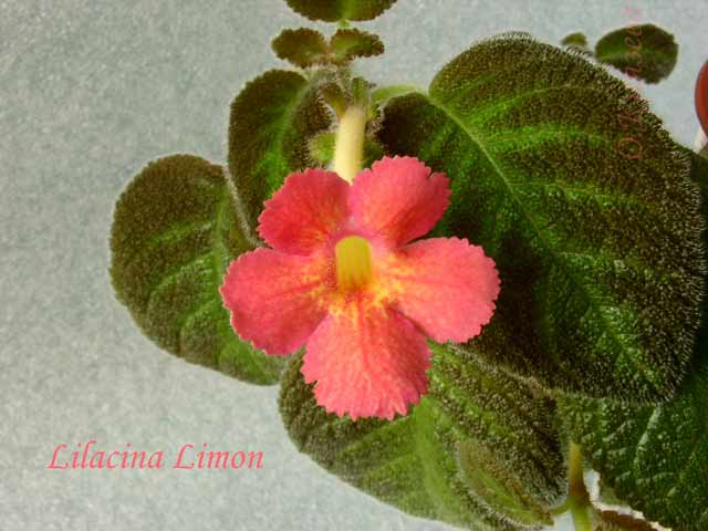 Lilacina-Limon.jpg