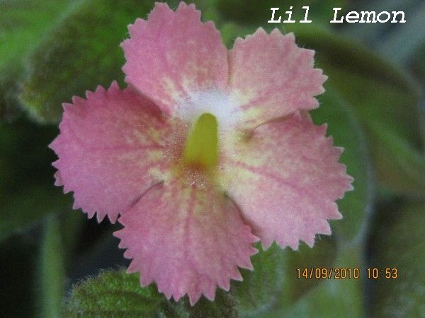Lilacina Lil Lemon(flower)3.jpg