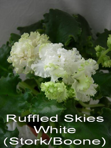 Ruffled Skies White (Stork - Boone).jpg