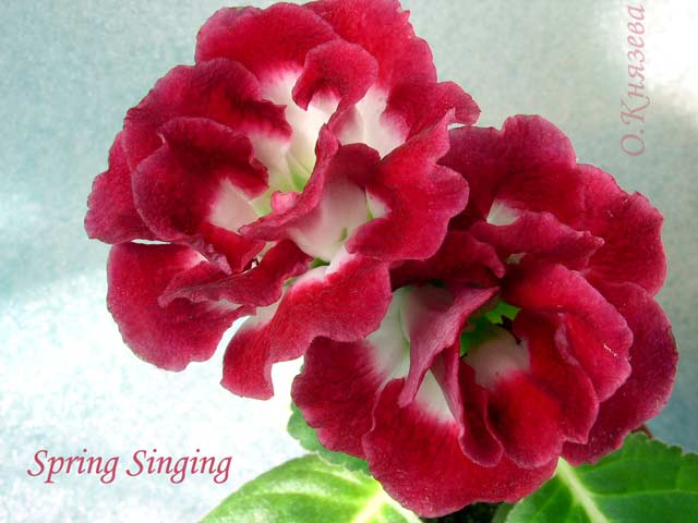 Spring-Singing.jpg