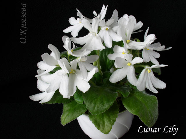 Lunar-Lily1.jpg