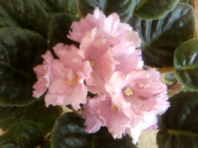 SPM_A0106.jpg
