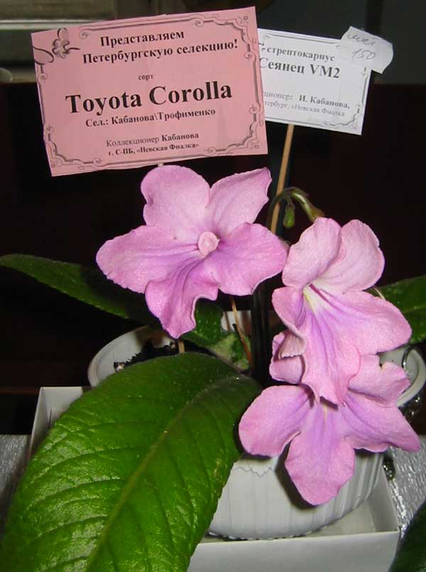 Toyota-Corolla.jpg