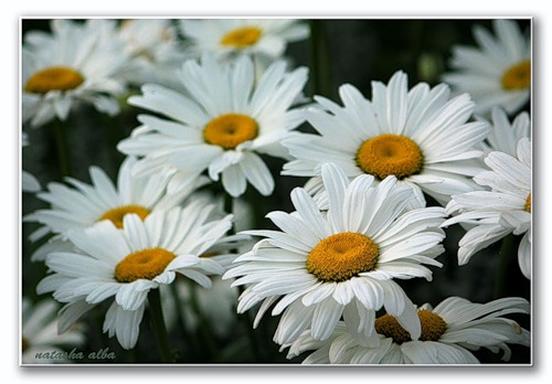 albanatasha_248034_L.jpg