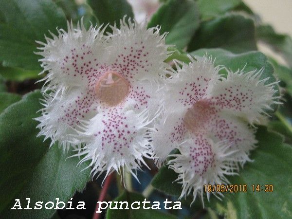 alsobia punctata flowers .jpg