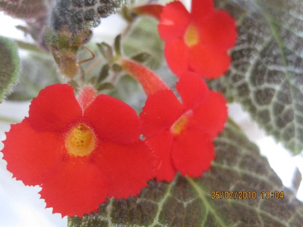 flowers red2.jpg