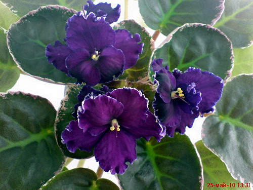 DSC00742.jpg
