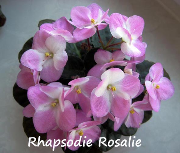 Rhapsodie Rosalie _2a.jpg
