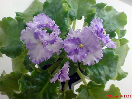 DSC00720.jpg