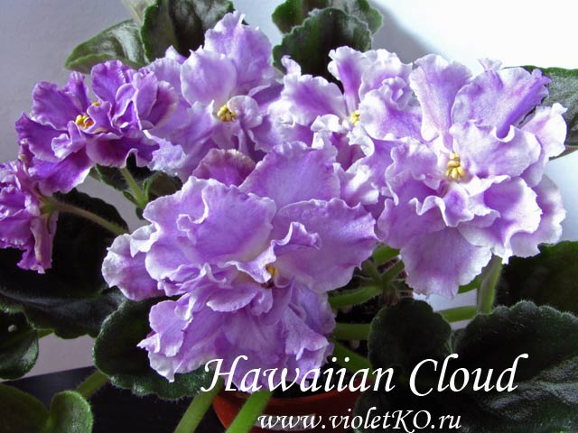 Hawaiian-Cloud1.jpg