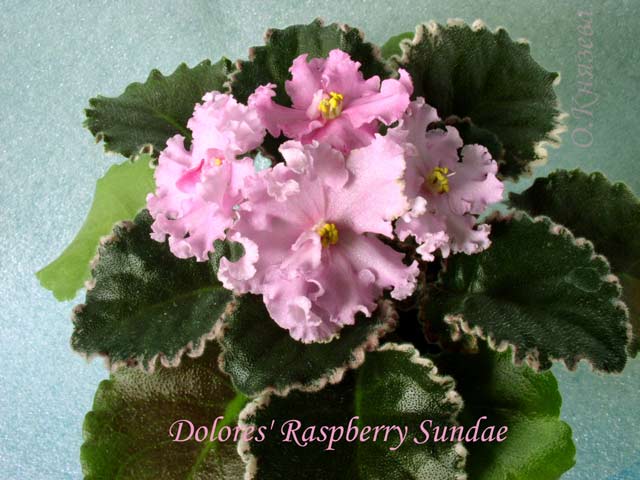 Dolores'-Raspberry-Sundae1.jpg