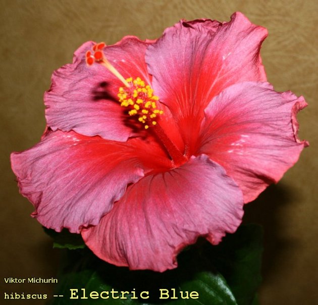 electric blue-1=.jpg