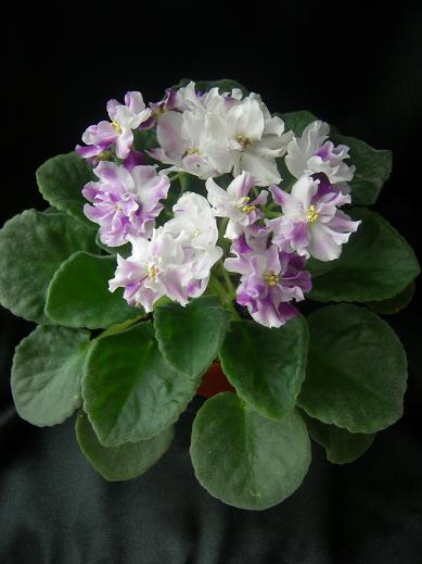  (Морев).JPG