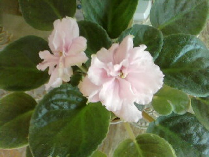 SPM_A0105.jpg