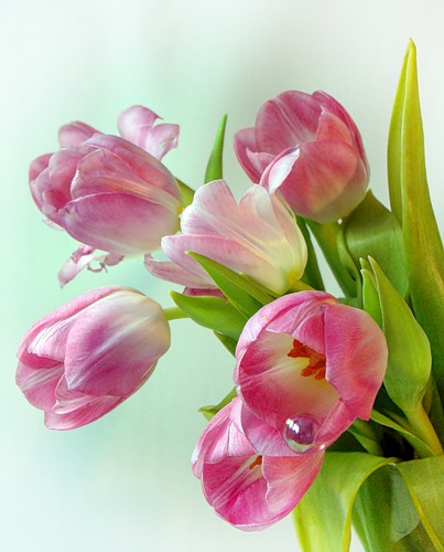 tulips2.jpg