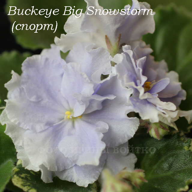 Buckeye-Big-Snowstorm-sp1.jpg