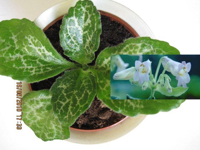 sinensis hisako.jpg