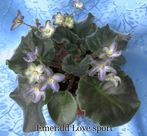 Emerald-Love-sport.jpg