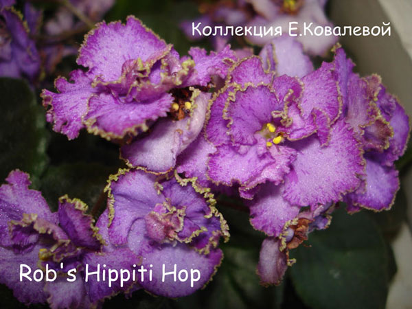 Rob's-Hippiti-Hop11.jpg