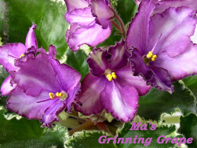 Ma's-Grinning-Grape(макро).jpg