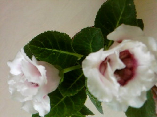SPM_A0103.jpg