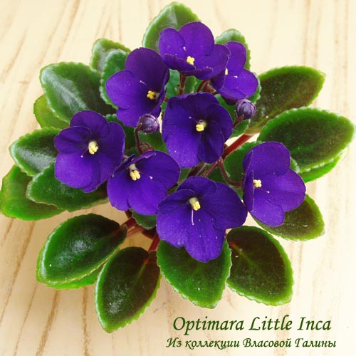 Optimara-Little-Inca-b.jpg