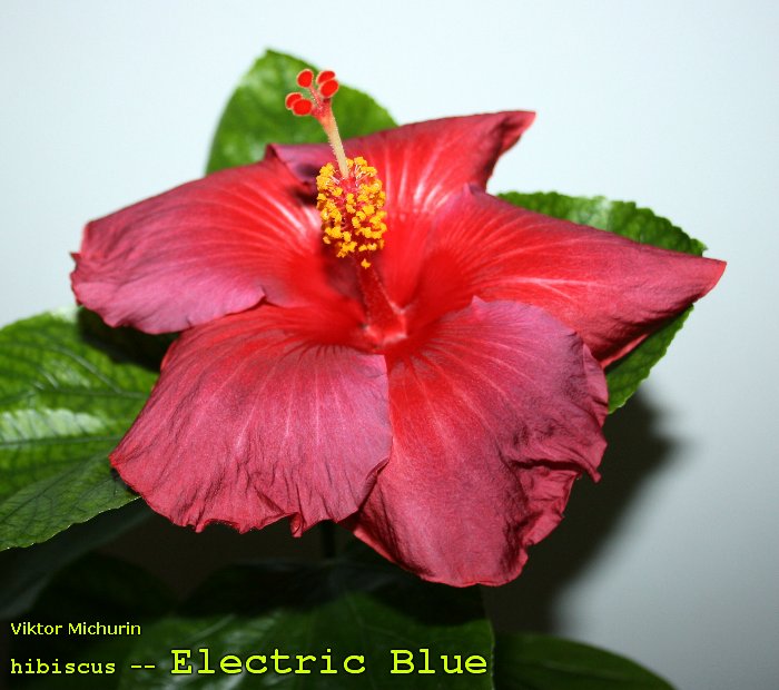 electric blue-2.jpg