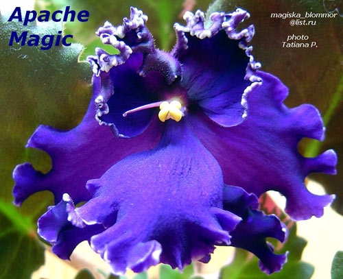 Apache_Magic.jpg