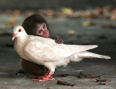 обезьянка и голубь.jpg