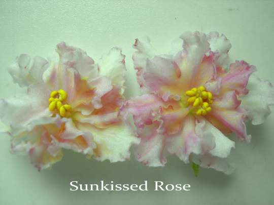Sunkissed Rose1.jpg